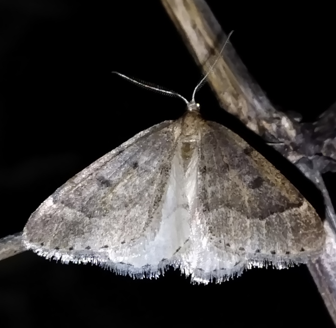 Theria rupicapraria - tavaszi kökényaraszoló