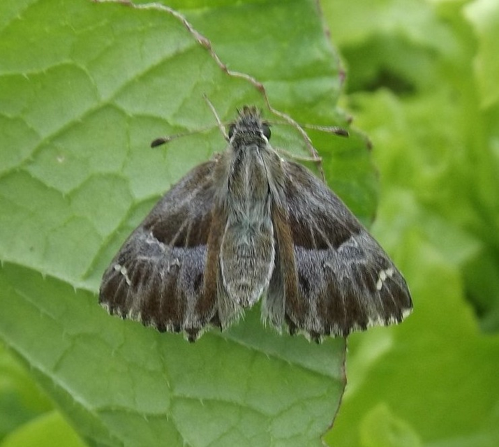 Carcharodus alceae - mályva-busalepke