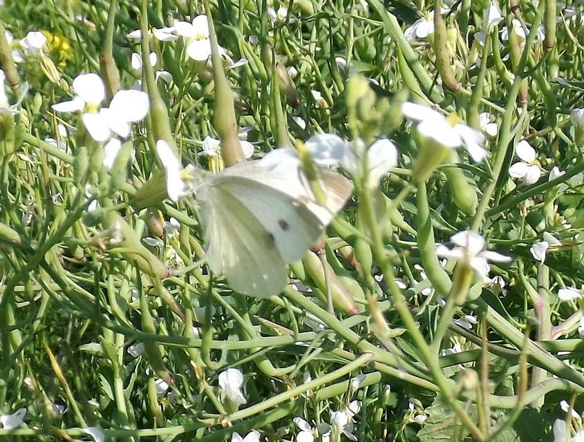 Pieris rapae - répalepke
