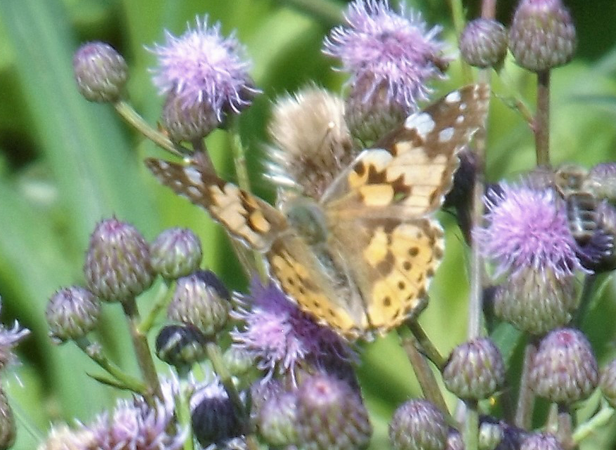 Vanessa cardui - bogáncslepke