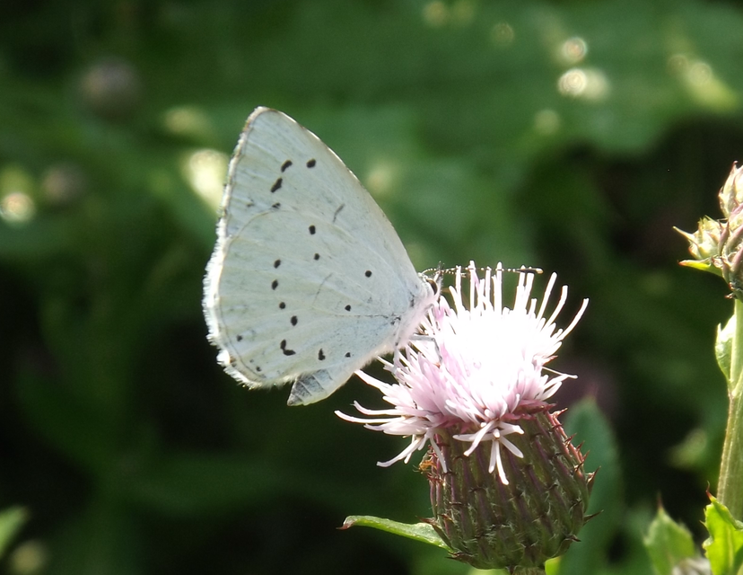 Celastrina argiolus - bengeboglárka