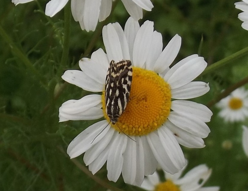 Emmelia trabealis - zebrabagoly