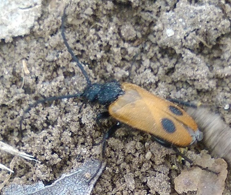 Apalus bimaculatus - kétfoltos élősdibogár