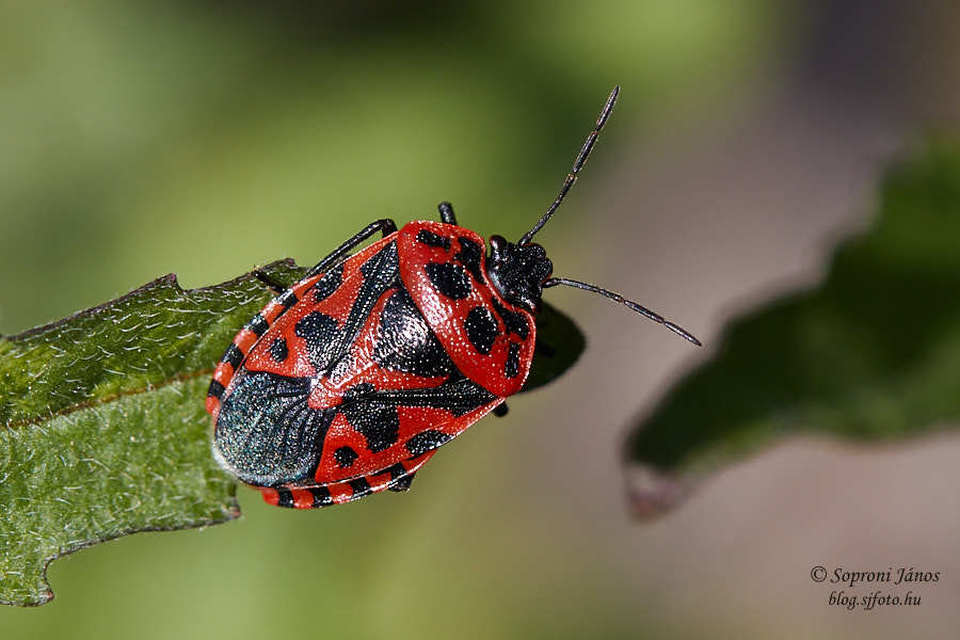 Heteroptera - Poloskák
