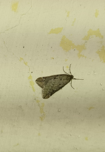 Alsophila aescularia - vadgesztenye-araszoló