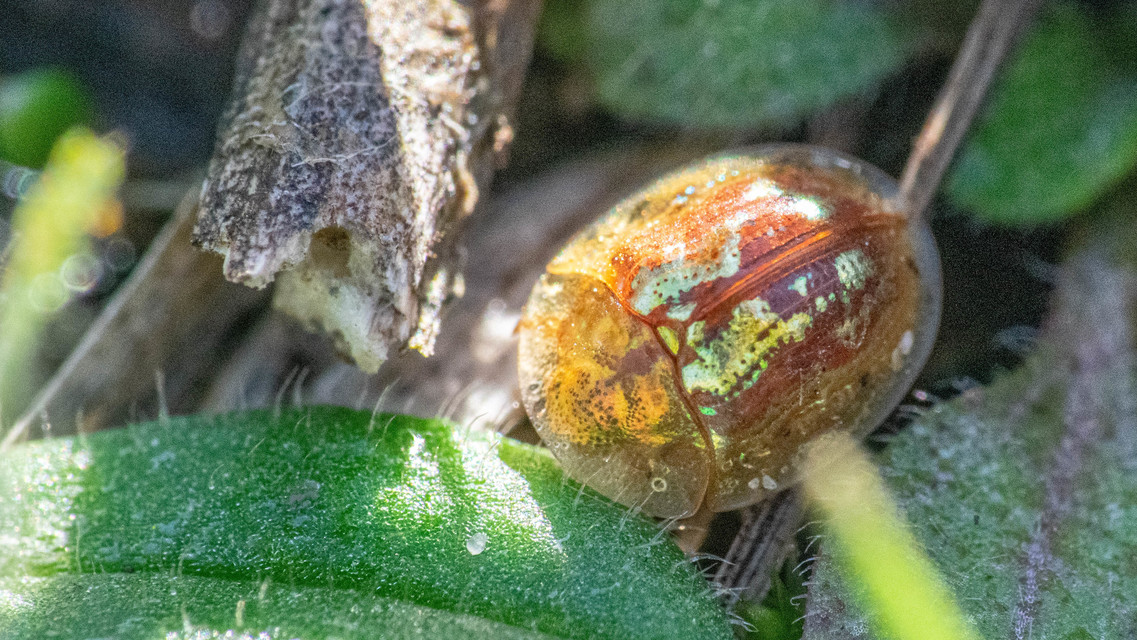 Cassida subreticulata - aranyfényű pajzsbogár Cassida subreticulata - aranyfényű pajzsbogár