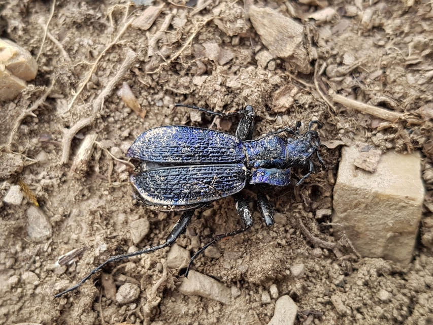 Carabus intricatus - kék laposfutrinka
