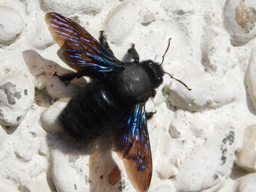 Xylocopa violacea - kék fadongó