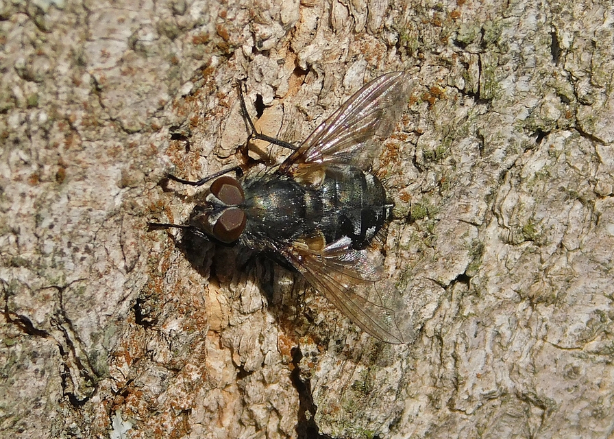Pollenia