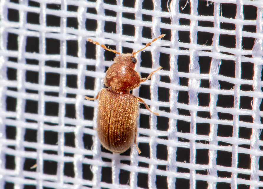 Stegobium paniceum - kenyérbogár
