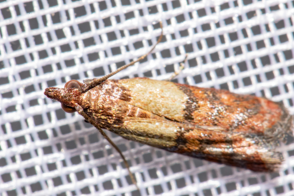 Plodia interpunctella - aszalványmoly