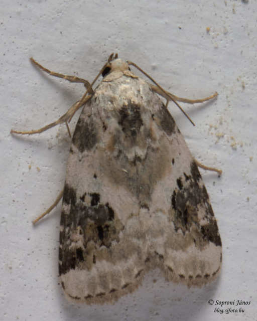 Pseudeustrotia candidula - fehéres apróbagoly
