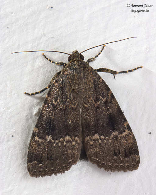 Amphipyra berbera/pyramidea