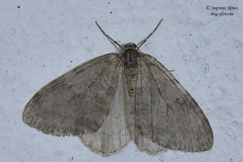 Epirrita christyi/dilutata