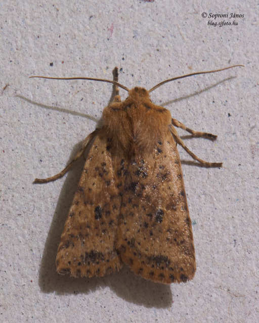 Conistra rubiginea - vörös őszibagoly