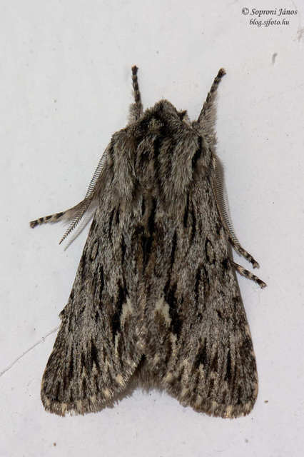 Asteroscopus sphinx - csillagnéző bundásbagoly