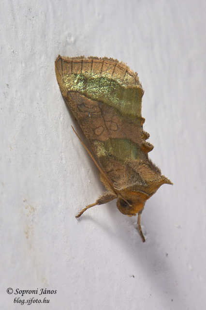 Diachrysia chrysitis - aranybagoly