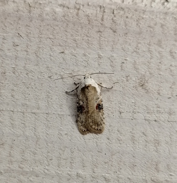 Agonopterix alstromeriana - bürök-laposmoly