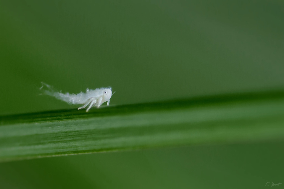 Metcalfa pruinosa - amerikai lepkekabóca