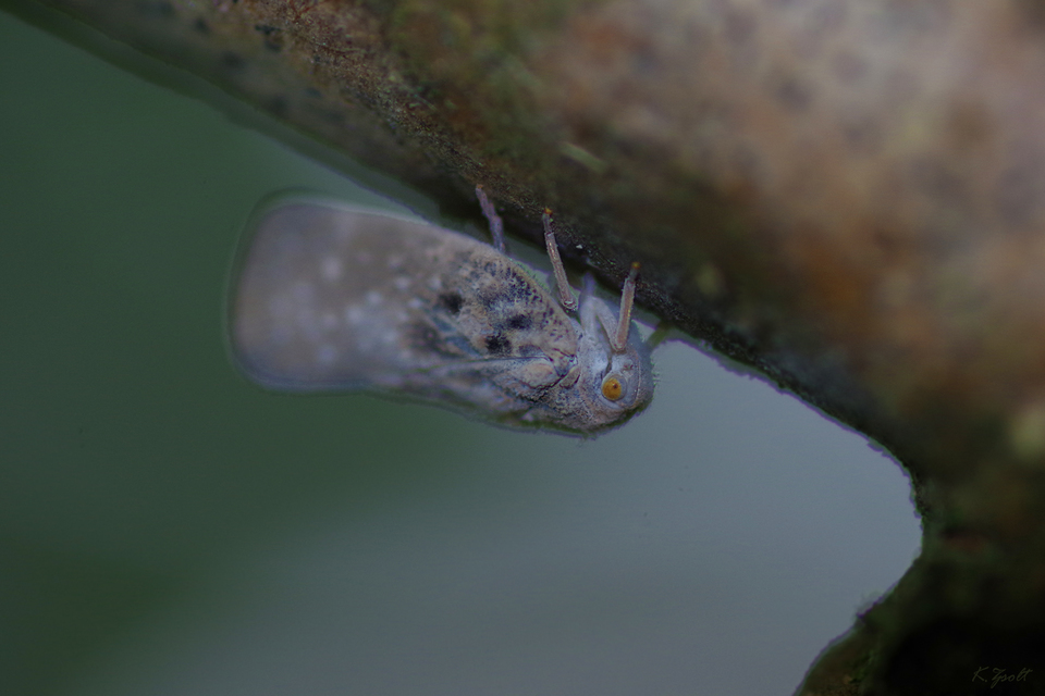 Metcalfa pruinosa - amerikai lepkekabóca