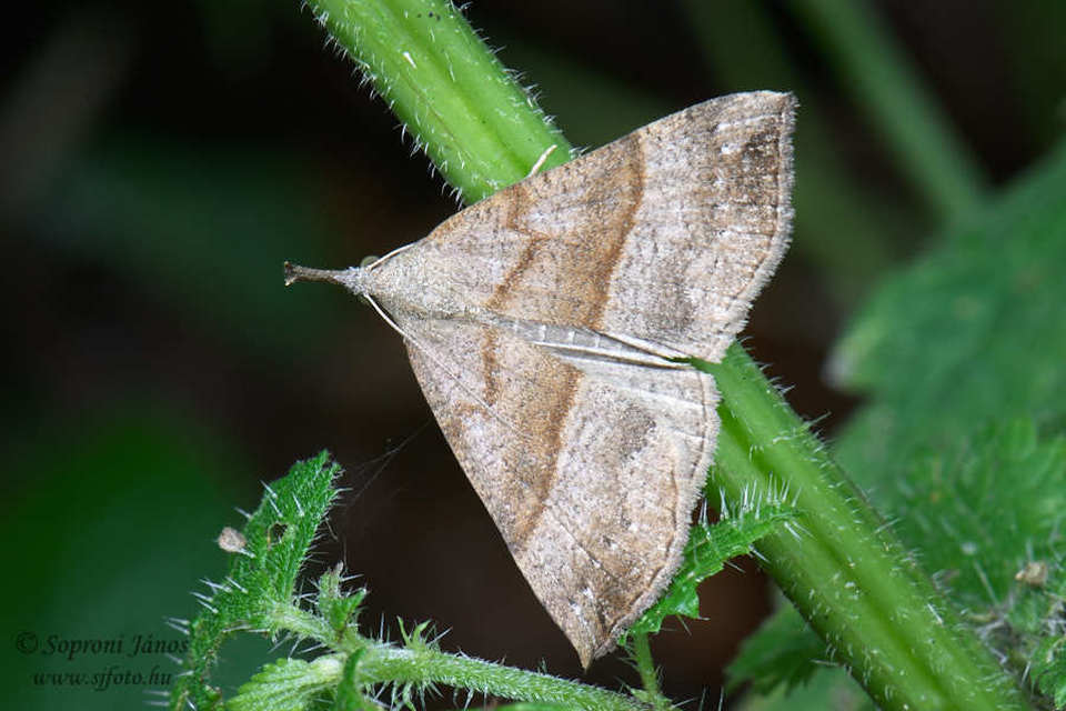 Hypena proboscidalis - ormányos karcsúbagoly