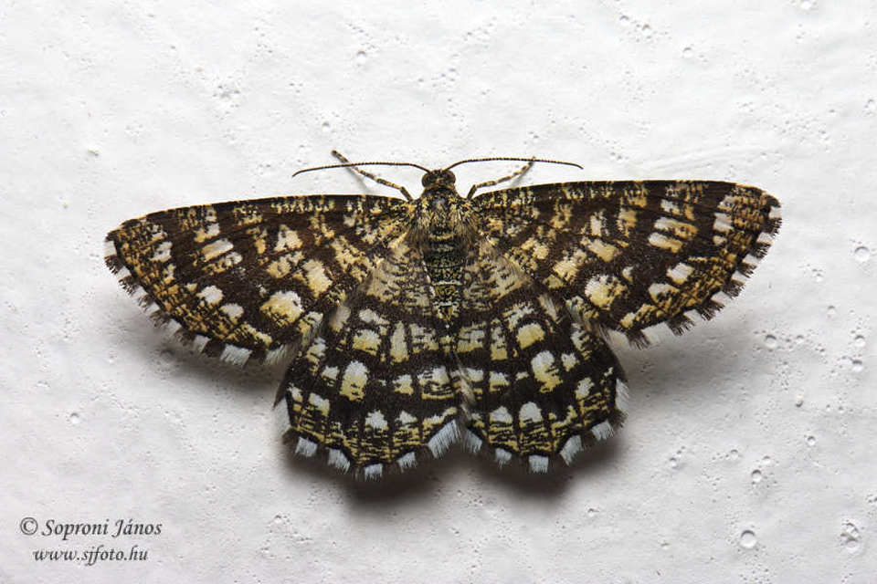 Chiasmia clathrata - rácsos rétiaraszoló