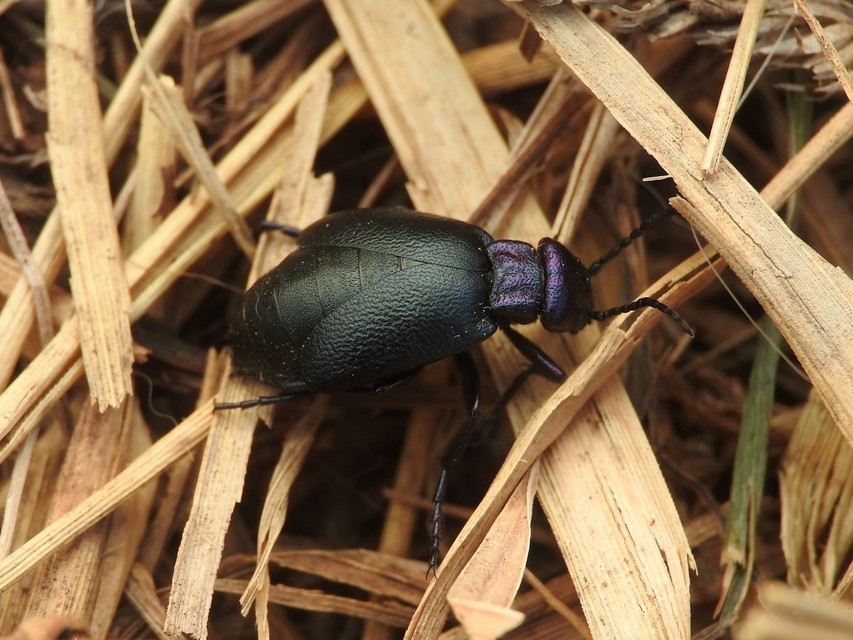 Meloe decorus - csinos nünüke