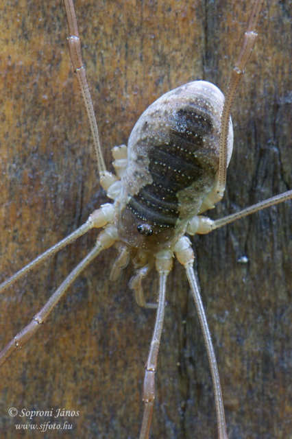 Opiliones - Kaszáspókok