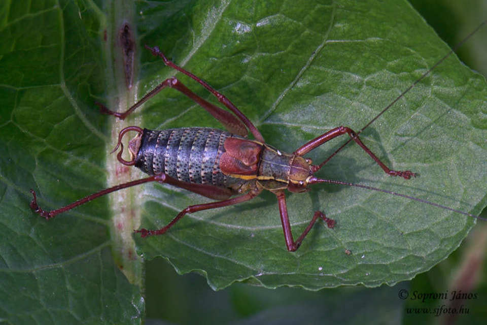 Barbitistes serricauda - málnaszöcske