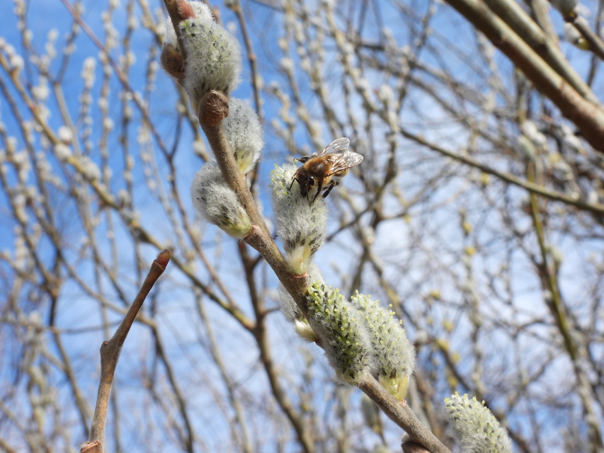 Apis mellifera - háziméh