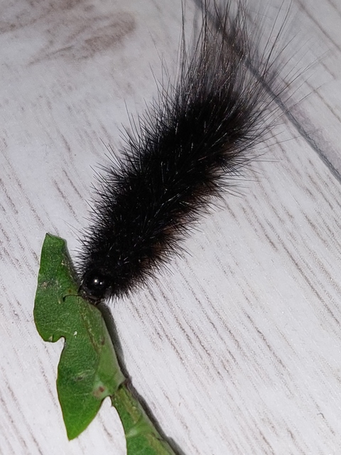 Hyphoraia aulica - barna medvelepke