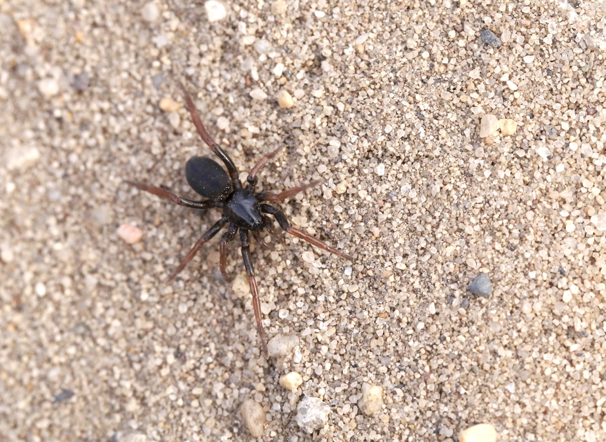 Trachyzelotes pedestris - vöröslábú gyászpók