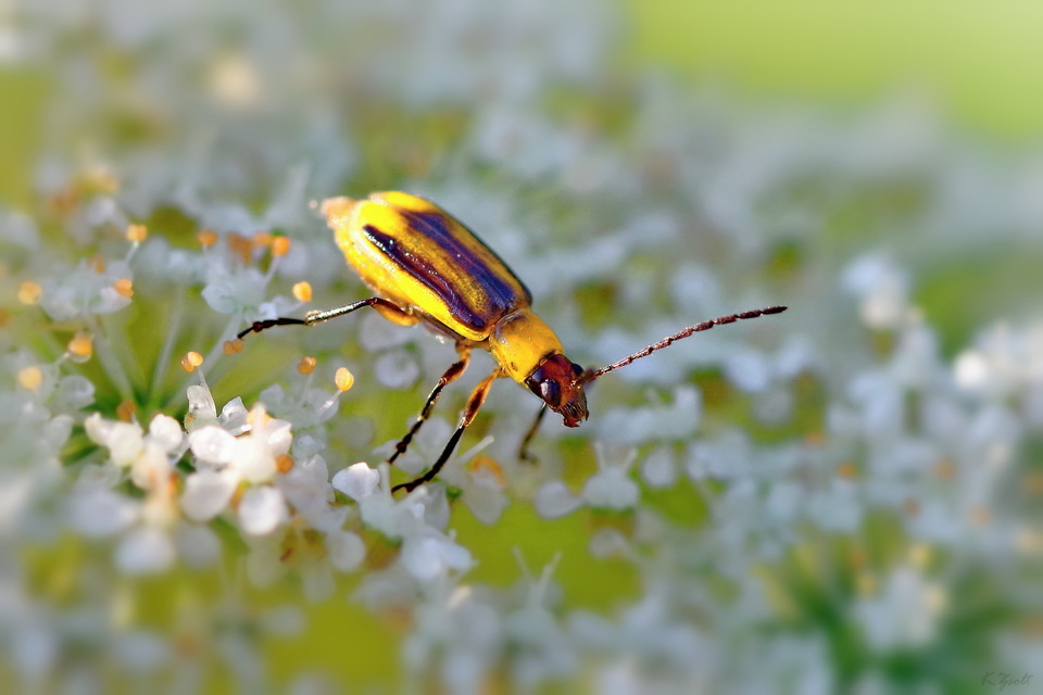 Diabrotica virgifera - amerikai kukoricabogár