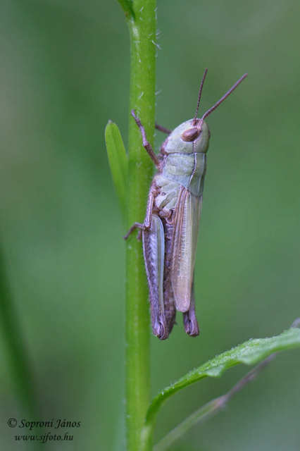 Pseudochorthippus parallelus - közönséges rétisáska