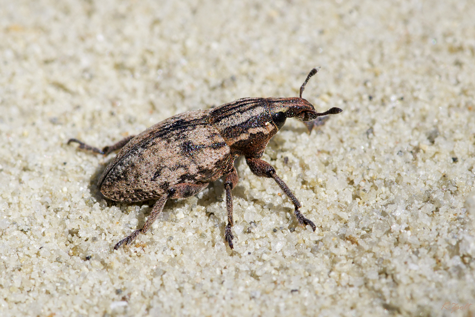 Pseudocleonus cinereus - hamvas barkó