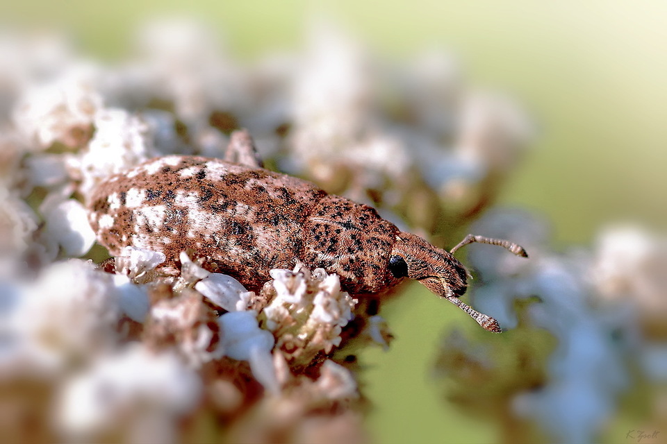 Cyphocleonus dealbatus - márványos barkó