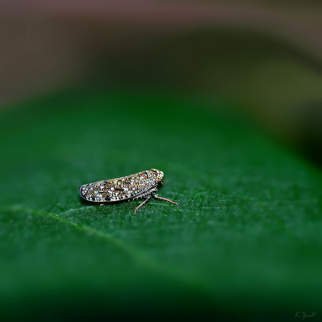 Orientus ishidae