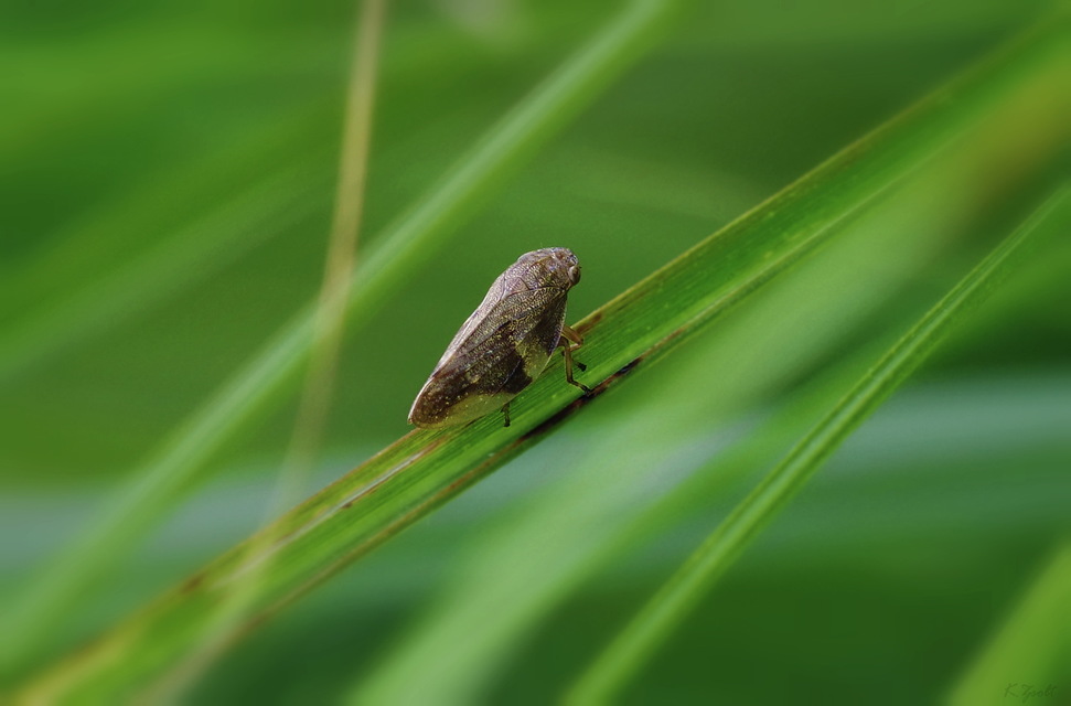 Aphrophora alni