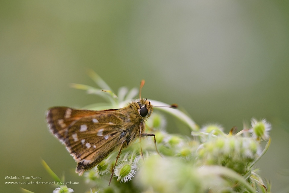 Hesperia comma - vesszős busalepke