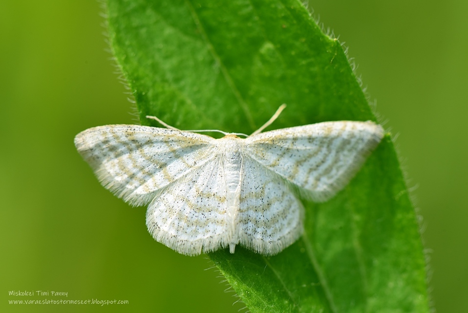 Idaea pallidata - sápadt apróaraszoló