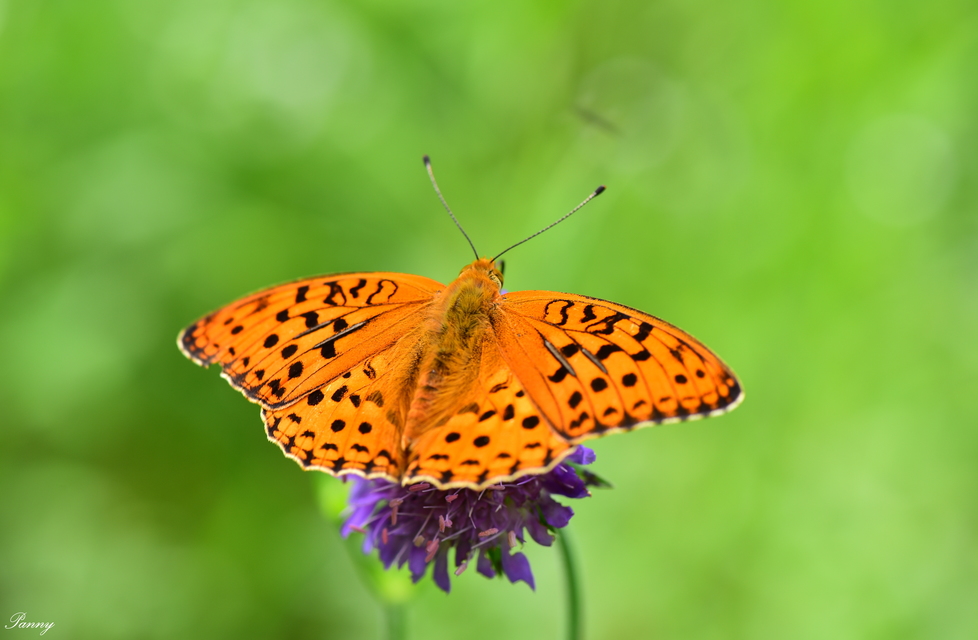 Argynnis adippe - ezüstös gyöngyházlepke