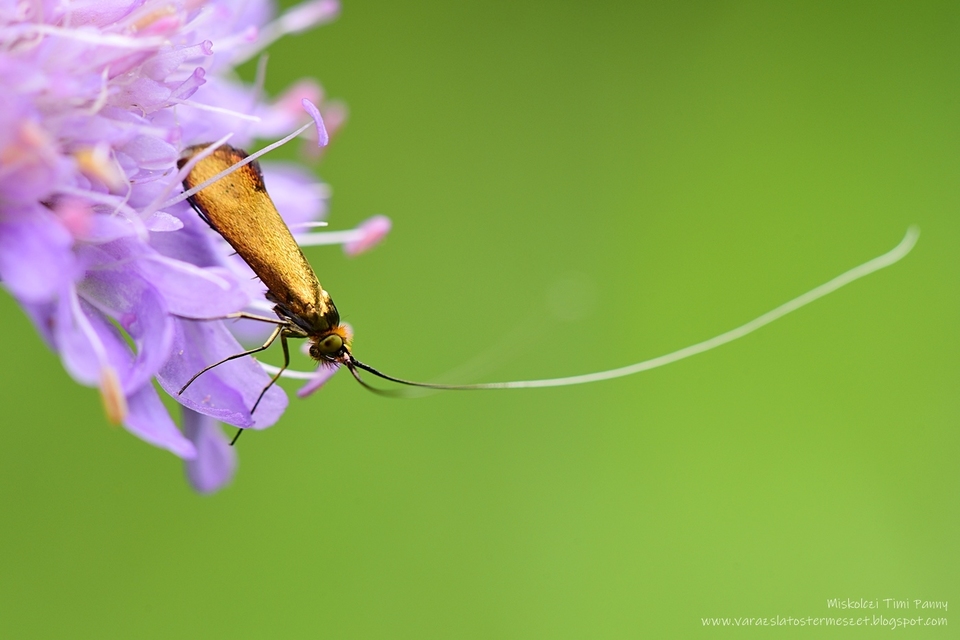Nemophora metallica - fémszínű tőrösmoly