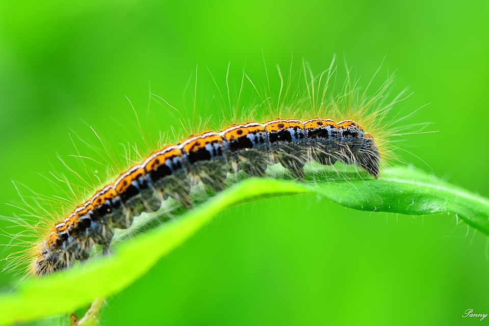 Malacosoma castrensis - kutyatejszövő