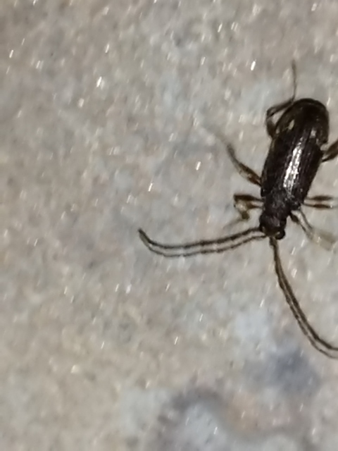Ptinus calcaratus - krétaszőrű tolvajbogár