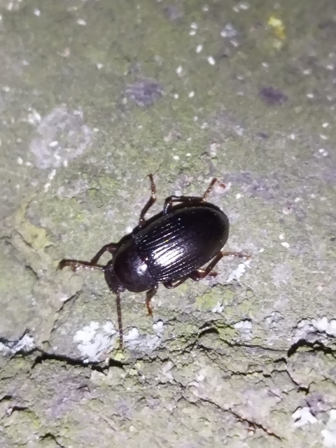 Nalassus dermestoides - rövidszárnyú gyászbogár