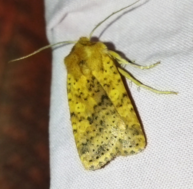Conistra rubiginea - vörös őszibagoly