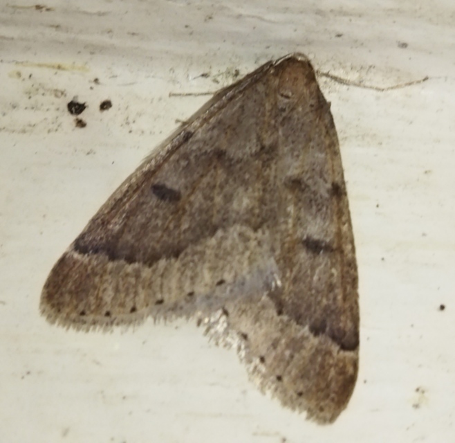 Theria rupicapraria - tavaszi kökényaraszoló