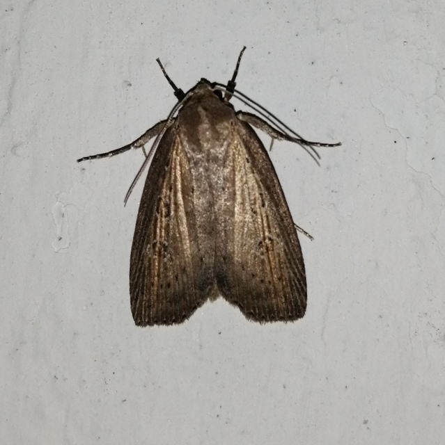 Chilodes maritima - négyfoltos nádibagoly
