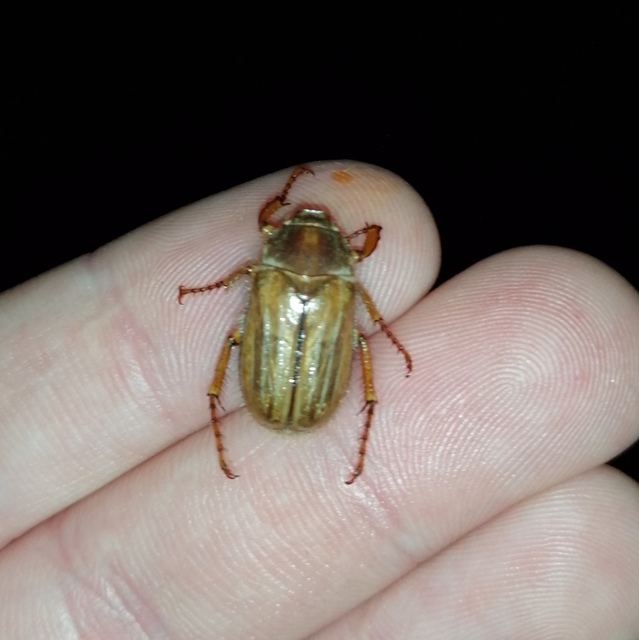 Amphimallon solstitiale - bordás sárgacserebogár