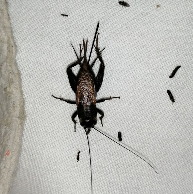 Gryllus campestris - mezei tücsök